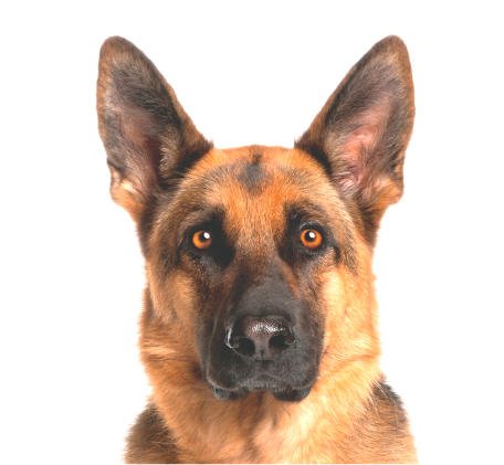 G DATA Antivirus keresőmotor