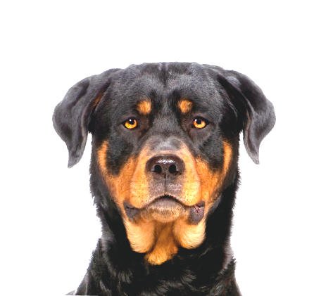 G DATA Antivirus keresőmotor